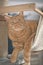 Domestic cat lies on a scratch tree and looking curious at the camera.