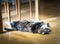 Domestic cat lying on his back on wooden floor under the table