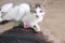 Domestic cat lying on house carpet look at camera. Cat pictures, cat eyes, pictures of the most beautiful cat eyes.