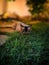 Domestic cat lying in a peaceful repose in the lush grass