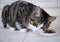 Domestic cat with multicolored blue green eyes eats meat meal