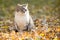 Domestic cat outdoor relaxing in autumn leaves