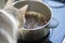 Domestic cat overlooking at an empty burnt pot