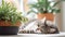 Domestic cat pet sleeping on the gray bed with many green house plants