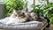 Domestic cat pet sleeping on the gray bed with many green house plants