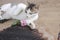 Domestic cat with pink flower laying on dark light brown carpet background. Cute kitty playing with flowers plant.