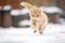 domestic cat pouncing in snow