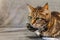 Domestic cat in a protective collar close-up.