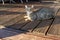 A domestic cat rests in front of the house on a porch made of boards.