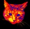Domestic cat in scientific high-tech thermal imager