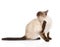 Domestic cat scratching on white background