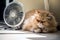 Domestic cat seeks relief from hot summer heat