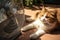 Domestic cat seeks respite from a heatwave in front of ventilator.