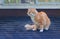 Domestic Cat on Shingled Roof