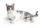 Domestic Cat Shorthair Grey Stripes