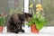 Domestic cat sits on window sill and eat gerbera flower in flowerpot.