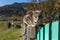 Domestic cat sitting on the fence in ukrainian village in Carpathian Mountains