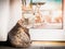 Domestic cat sitting in a glass balcony door