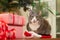 Domestic cat sitting next to christmas presents on the table. Feline on the santa claus hat next to wrapped gifts