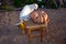 A domestic cat is sitting next to a large pumpkin that is lying on a stool. Harvest