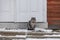 Domestic cat sitting on a porch