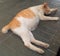 Domestic cat sleeping on the floor. Photo taken in Pontianak, August 20, 2021