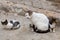 Domestic cat with small kitties in moroccan Medina quarter