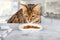 A domestic cat is sniffing a treat on the kitchen table