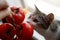 domestic cat sniffs a branch of red tomatoes