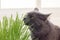 Domestic cat sniffs grass from sprouted oats