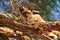 Domestic cat stalking birds high up top in tree