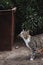 Domestic cat stealthily wandering through an indoor garden. Copy space