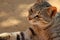 Domestic cat thinking about strategy of hunting, animals background