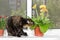 Domestic cat tortoiseshell color sits on window sill and sniffs