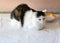 Domestic cat waiting at an empty bowl