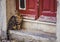 A domestic cat is waiting for the mistress at the entrance to the door