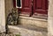 A domestic cat is waiting for the mistress at the entrance to the door