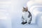 Domestic cat walks in winter in the yard, sitting on the path between snowdrifts, sunny day
