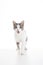 Domestic cat on white background. Cat walking and licking mouth for wanting food.
