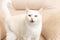 A domestic cat. White fluffy purebred British cat. Portrait. Pets