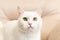 A domestic cat. White fluffy purebred British cat. Portrait. Pets