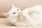 A domestic cat. White fluffy purebred British cat. Portrait. Pets