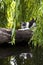 Domestic cat on wood in lake
