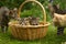 Domestic cats in a garden with kittens in a basket