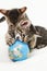 Domestic cats, kitten playing with globe