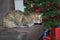 Domestic cats looking at Christmas presents.
