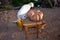 Domestic cats near the vegetables. A large pumpkin is lying on a stool. Harvest