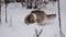 Domestic cats play cute in the yard, enjoy the first snow, have fun. pet concept. Winter day