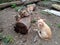 Domestic cats on the soil in yard. Ginger cat and tabby cat