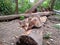 Domestic cats on the soil in yard. Ginger cat and tabby cat